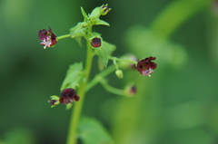 Scrophularia