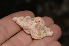 Chicoreus denudatus