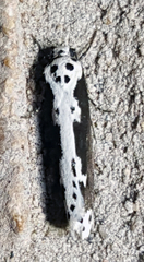 Ethmia semilugens