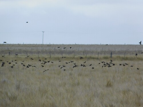 Pampas Meadowlark (Leistes defilippii), photo 7