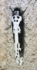 Ethmia semilugens