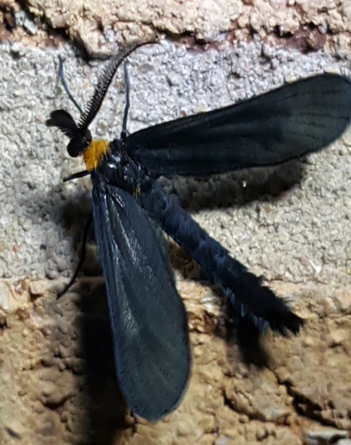 Grapeleaf Skeletonizer Moth