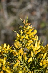 Ulex parviflorus parviflorus
