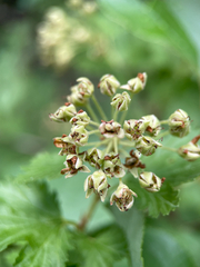 author not stated, no rights reserved Physocarpus monogynus, photograph author not stated, no rights reserved