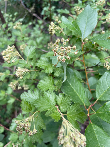 Physocarpus monogynus, photograph 3