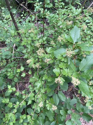 Physocarpus monogynus, photograph 4