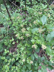 author not stated, no rights reserved Physocarpus monogynus, photograph author not stated, no rights reserved