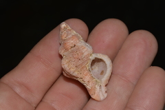 Chicoreus denudatus