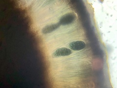 Rhizocarpon geminatum