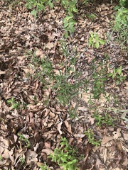 Pediomelum digitatum