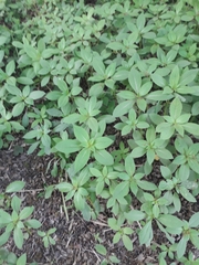 Impatiens glandulifera
