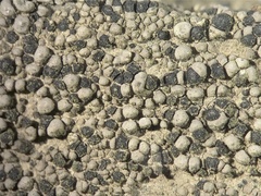 Rhizocarpon geminatum