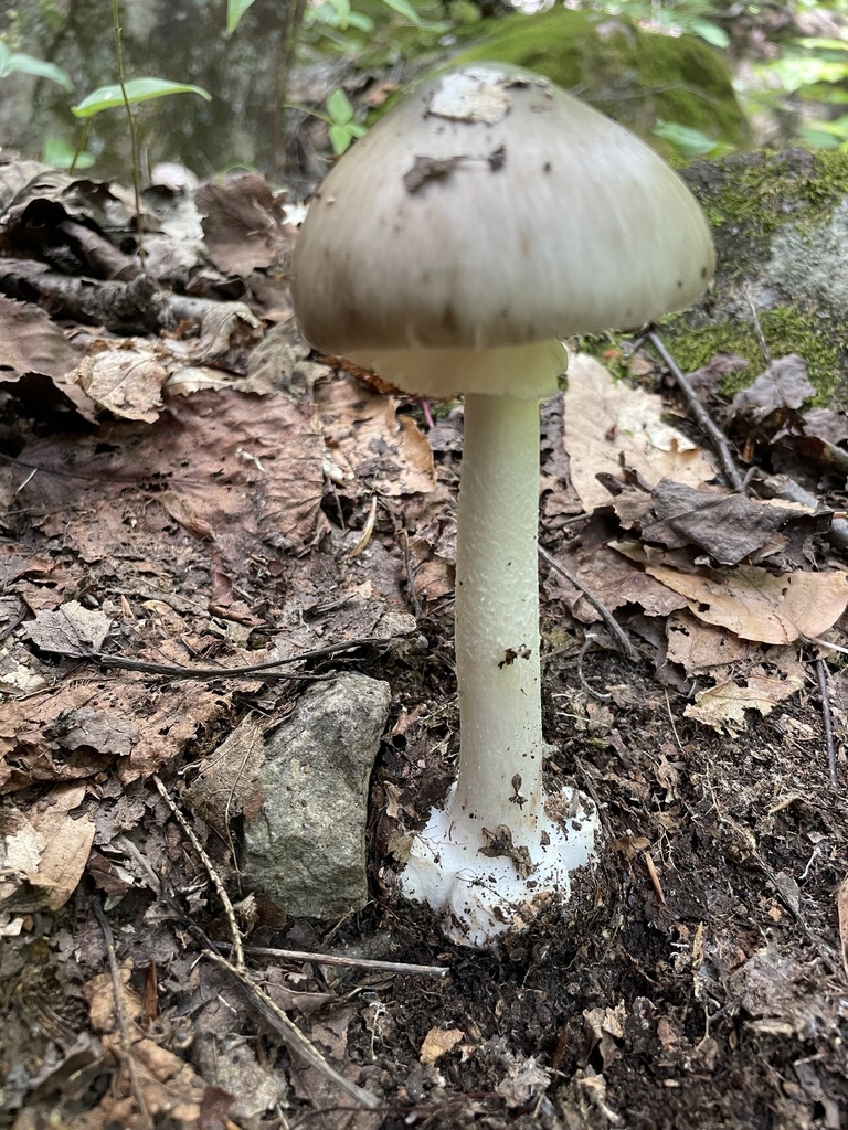 Brown American Star-footed Amanita · July 2026 · photo: Photo: (c) Mical, some rights reserved (CC BY) · iNaturalist