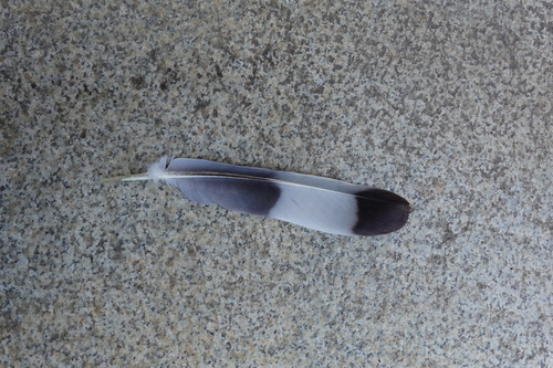 Plume de Pigeon ramier
