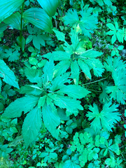 Cardamine enneaphyllos, photograph (c) Andre Hosper, some rights reserved (CC BY)