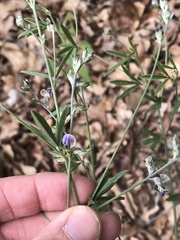 Pediomelum digitatum