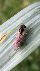 Syrphinae
