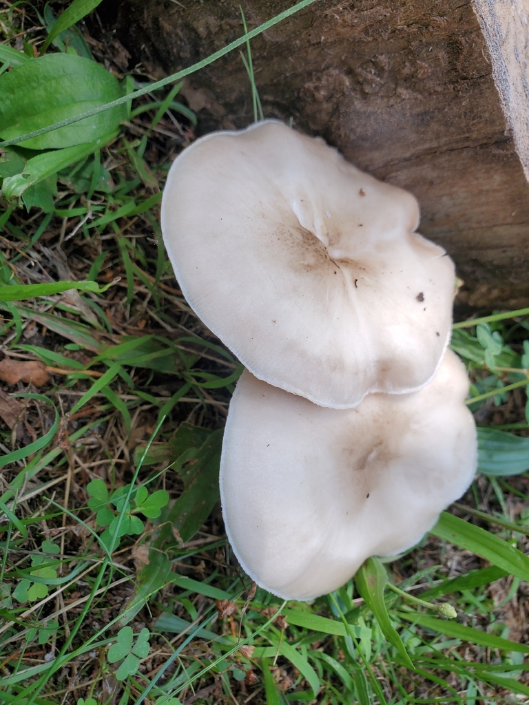 Deer Mushroom · July 2026 · photo: Photo: no rights reserved · iNaturalist