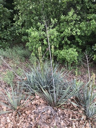 Yucca necopina