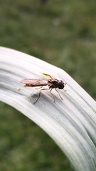 Syrphinae