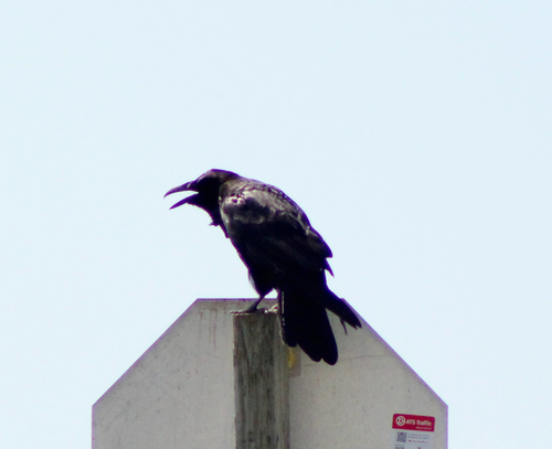 Common Raven