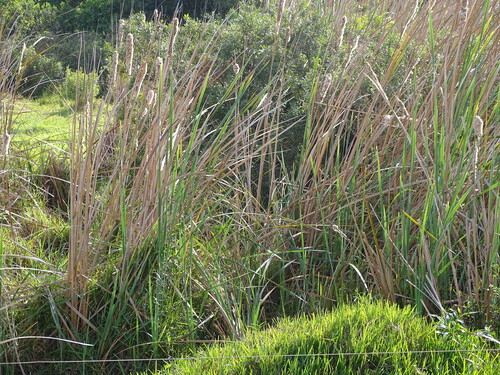 Typha capensis, photograph 5