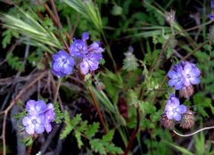 Phacelia linearis