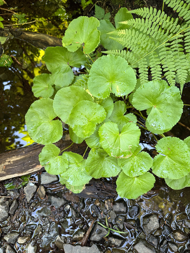 Caltha biflora (Caltha biflora)