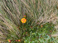 Gentianella hirculus