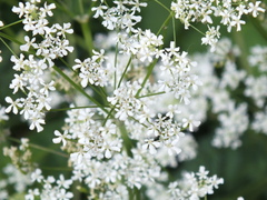 Anthriscus sylvestris