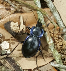 Carabus finitimus