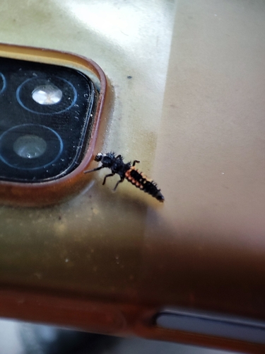 Asian Lady Beetle