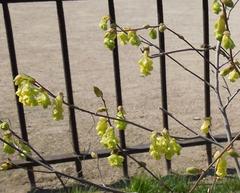Corylopsis platypetala