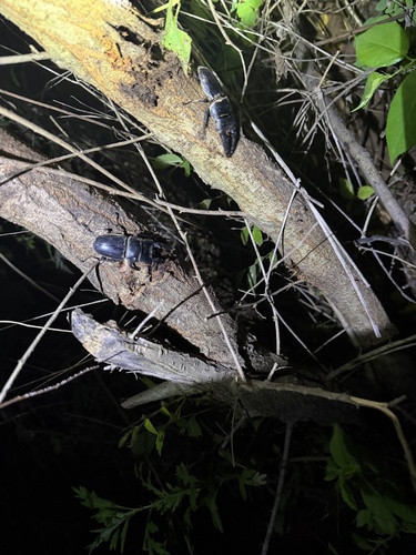 Serrognathus titanus platymelus