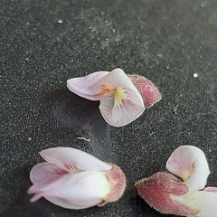 Dalbergia lanceolaria