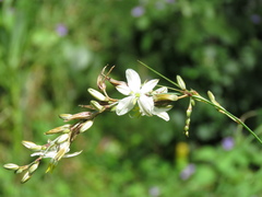 Chlorophytum saundersiae