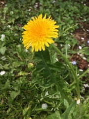 Taraxacum officinale
