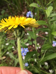 Taraxacum officinale