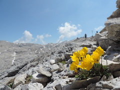 Papaver alpinum