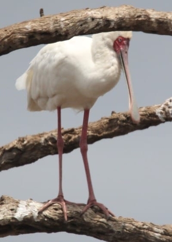 iNaturalist image