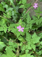 Geranium robertianum