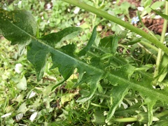 Taraxacum officinale