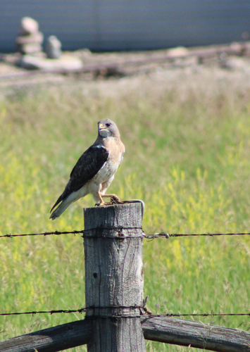 Swainson's Hawk