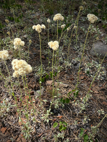 iNaturalist observation photo of Rosy Pussytoes