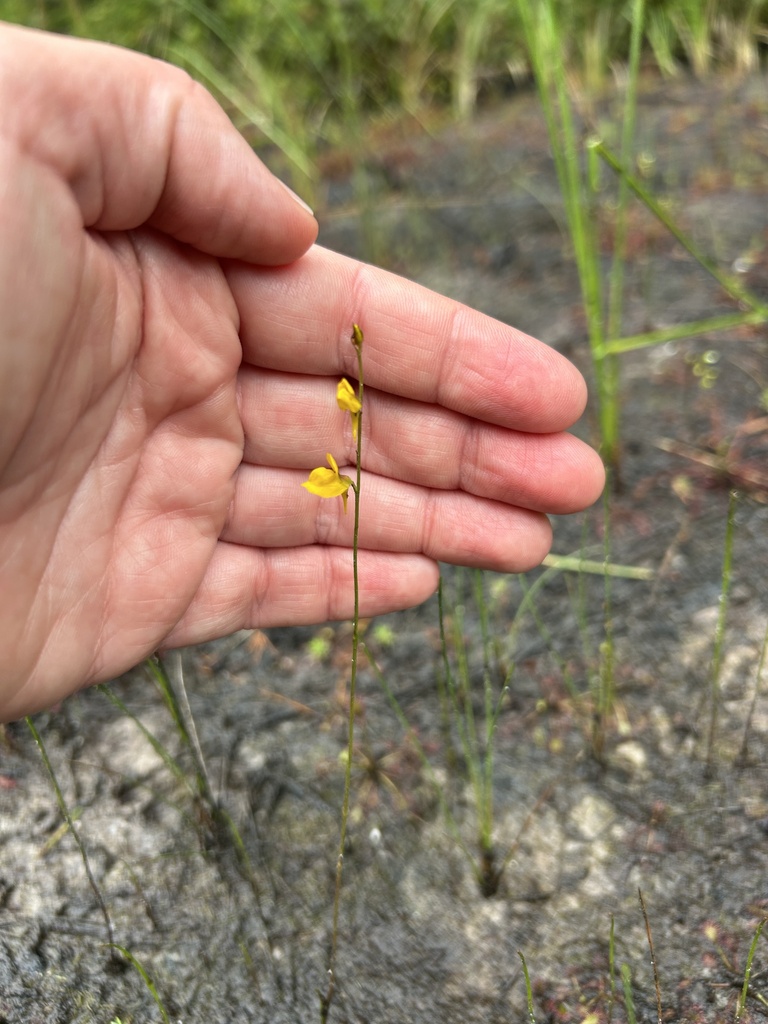 Utricularia juncea