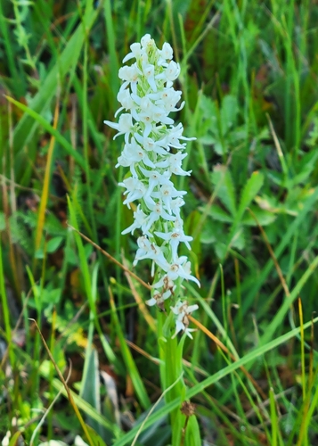 iNaturalist observation photo of Sierra Bog Orchid