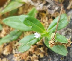 Oldenlandia corymbosa image