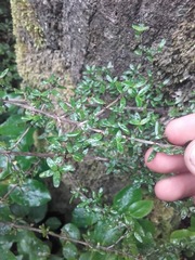 Coprosma colensoi