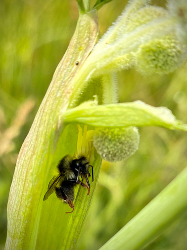 iNaturalist observation photo of Bumble Bees