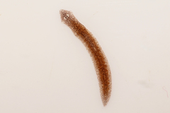 Girardia tigrina